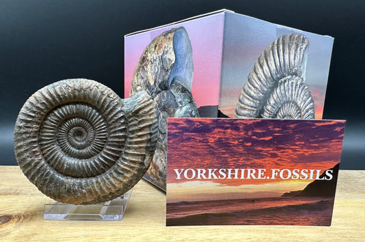 Dactylioceras Ammonite Fossil With box and Stand - Whitby, North Yorkshire Jurassic Coast Yorkshire Fossils