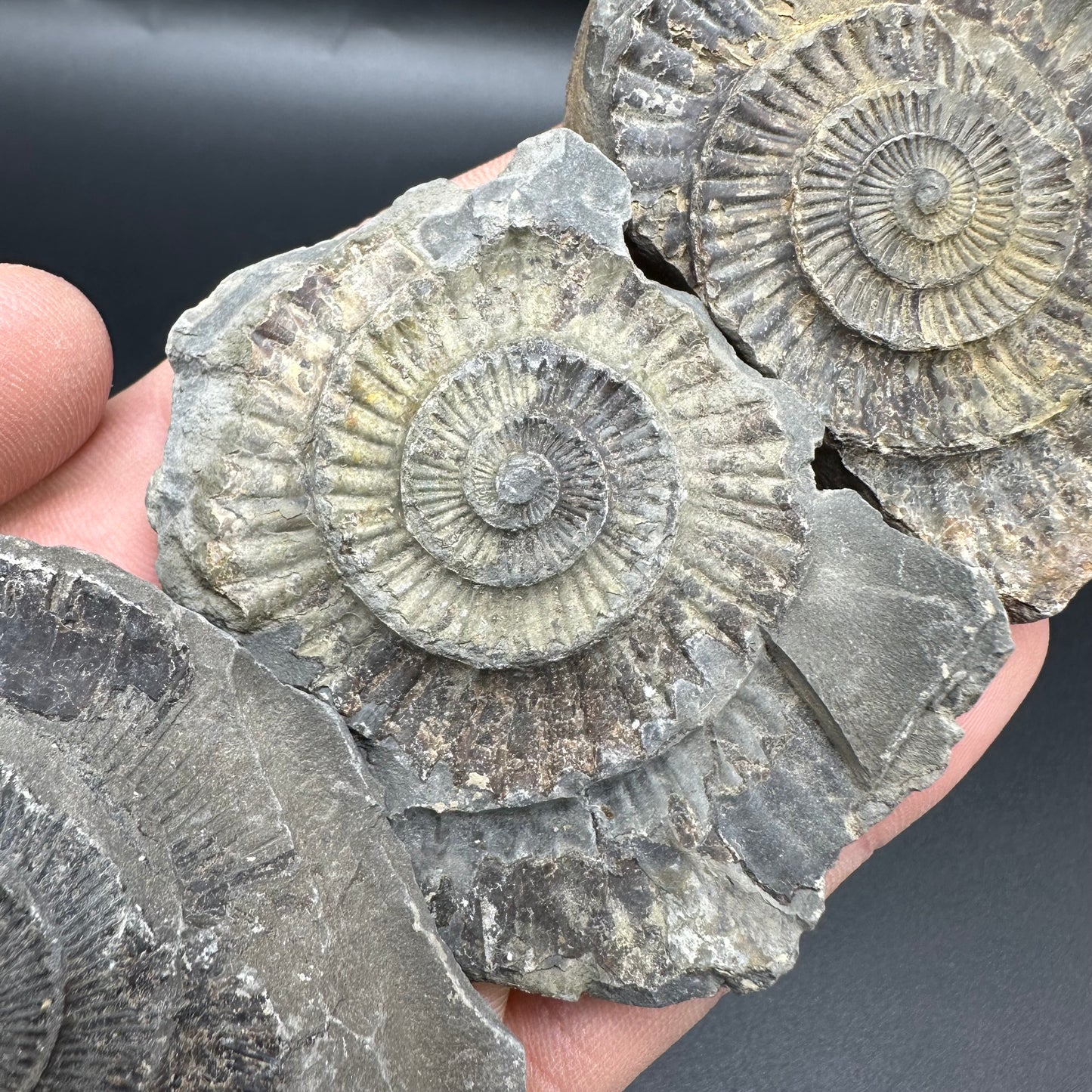 Dactylioceras imprint (negative) bundle ammonite shell fossil with box - Whitby, North Yorkshire, Yorkshire Fossils
