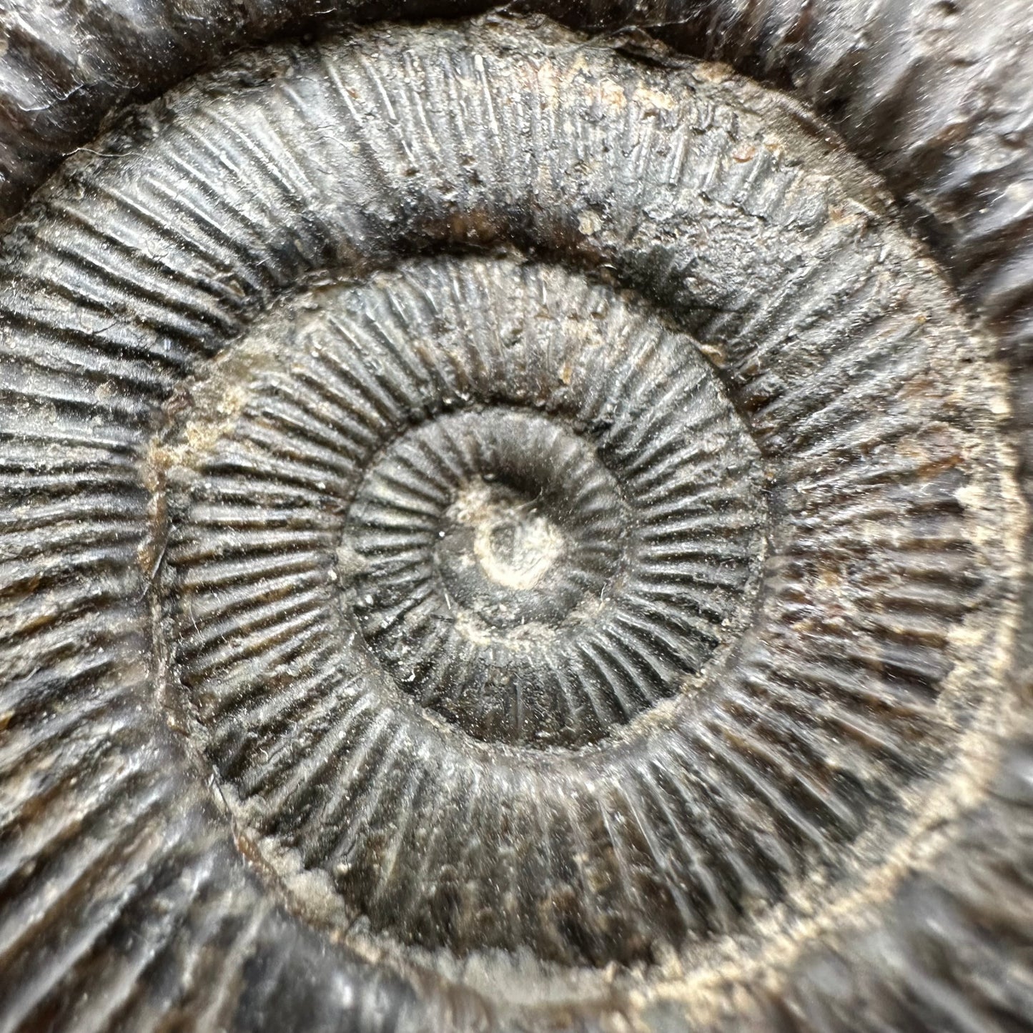 Dactylioceras Ammonite Fossil With Box And Stand - Whitby, North Yorkshire Jurassic Coast Yorkshire Fossils