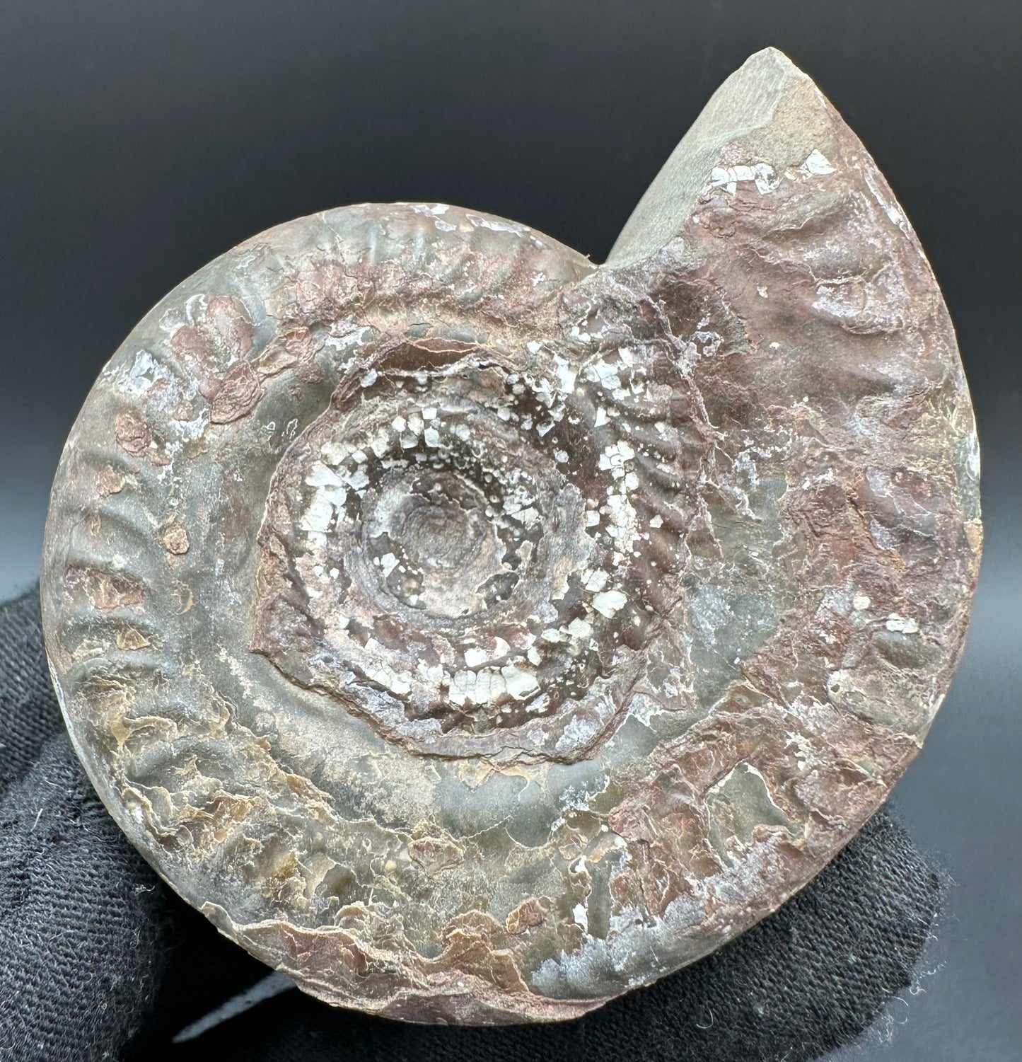 Hildoceras Bifrons Ammonite fossil with box and stand - Whitby, North Yorkshire Jurassic Coast, Yorkshire Fossils from the Jurassic Coast