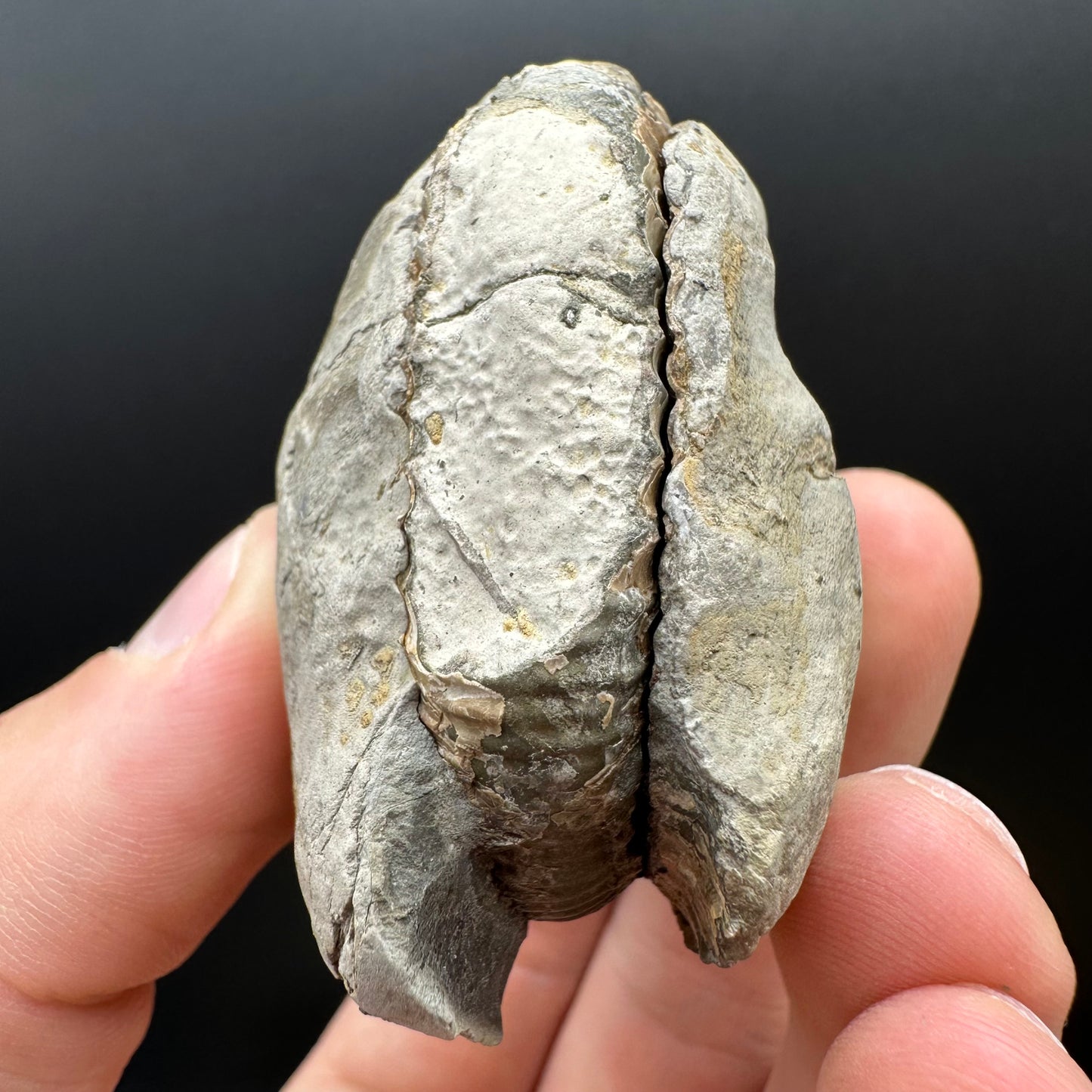 Dactylioceras Ammonite nodule (split pair) Fossil With Box And Stand - Whitby, North Yorkshire Jurassic Coast Yorkshire Fossils