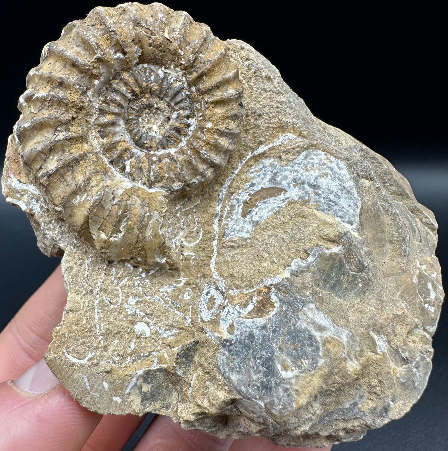 Androgynoceras capricornus Ammonite fossil with box and stand - Whitby, North Yorkshire Jurassic Coast Yorkshire Fossils