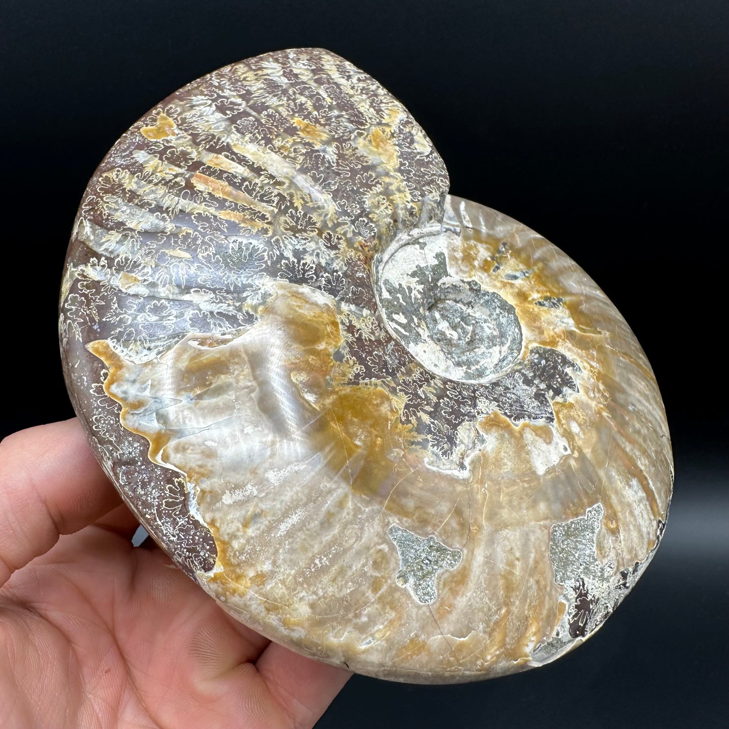 Cleoniceras Ammonite Fossil With Stand - Cretaceous Ammonite Madagascar
