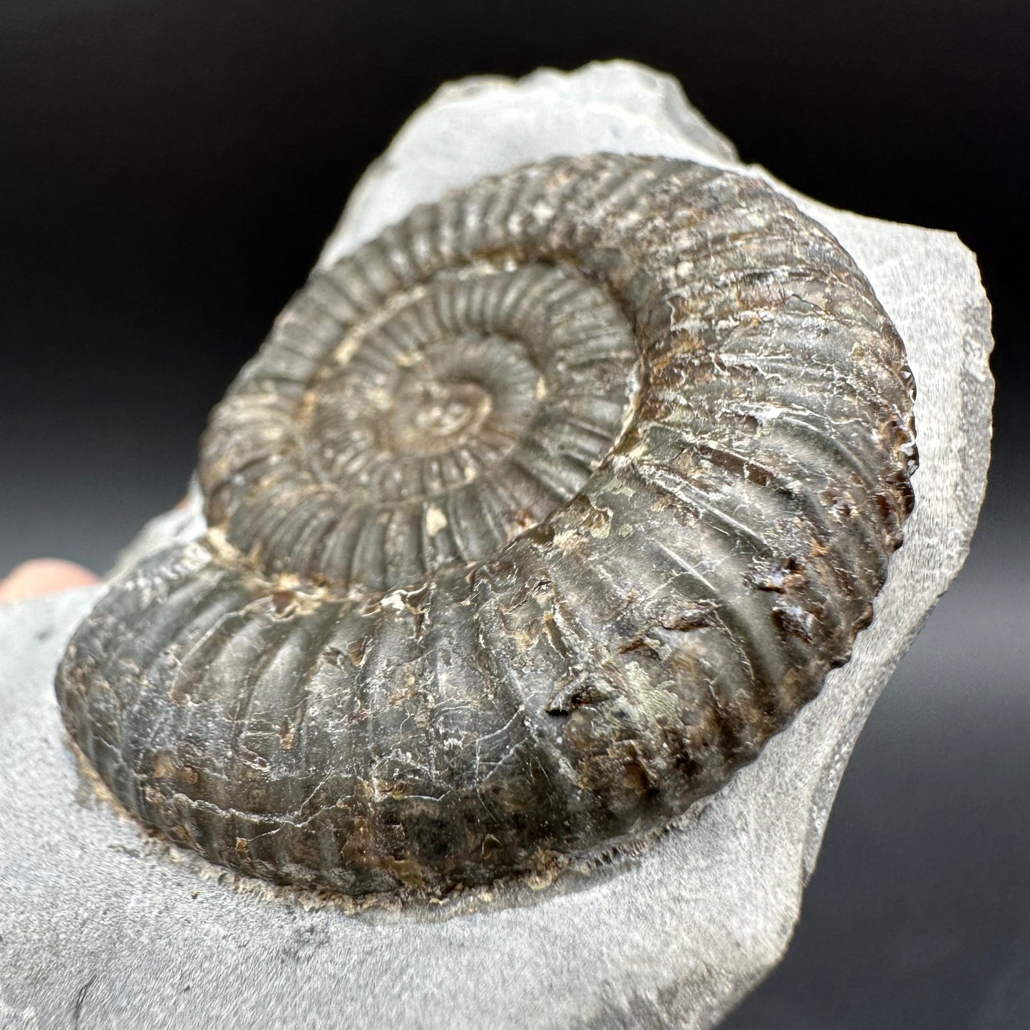 Dactylioceras Ammonite Fossil With Box And Stand - Whitby, North Yorkshire Jurassic Coast Yorkshire Fossils