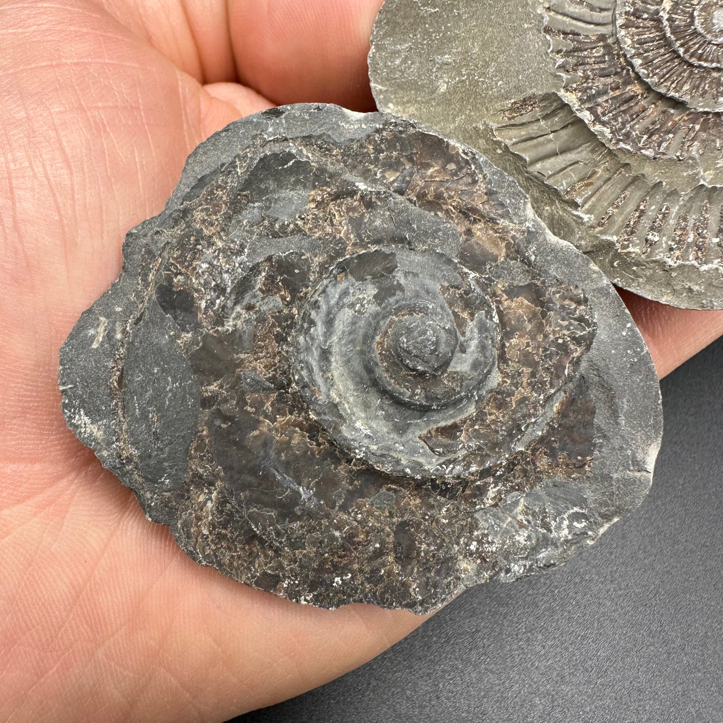 Dactylioceras imprint (negative) bundle ammonite shell fossil with box - Whitby, North Yorkshire, Yorkshire Fossils