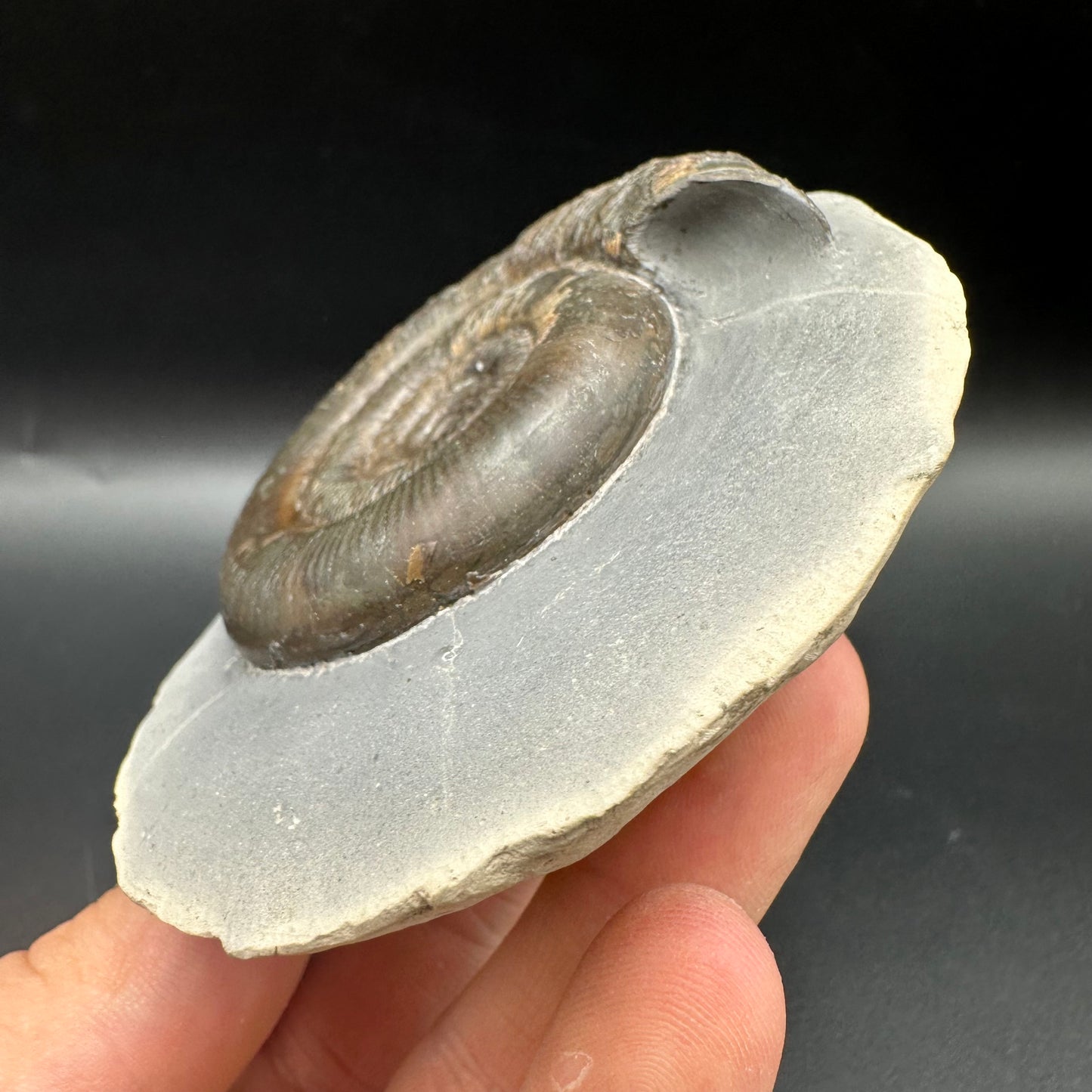 Dactylioceras tenuicostatum Ammonite fossil with box and stand - Whitby, North Yorkshire Jurassic Coast