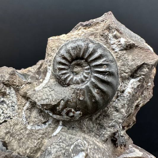 Amaltheus subnodosus Ammonite fossil with stand - Whitby, North Yorkshire Jurassic Coast Yorkshire Fossils