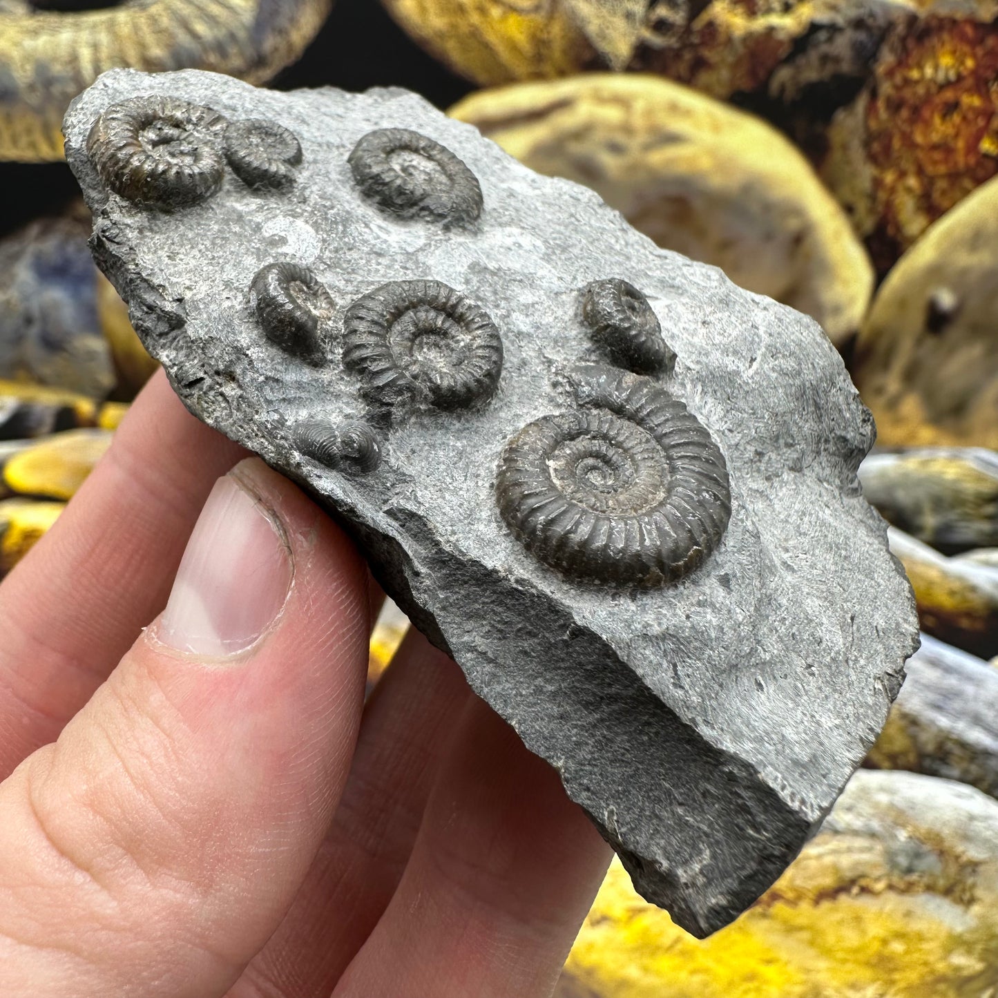Gracile Multi-block ammonite fossil - Whitby, North Yorkshire Jurassic Coast