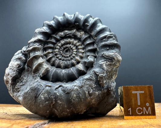 Gagaticeras Ammonite fossil with box and stand - Whitby, North Yorkshire Jurassic Coast Yorkshire Fossils