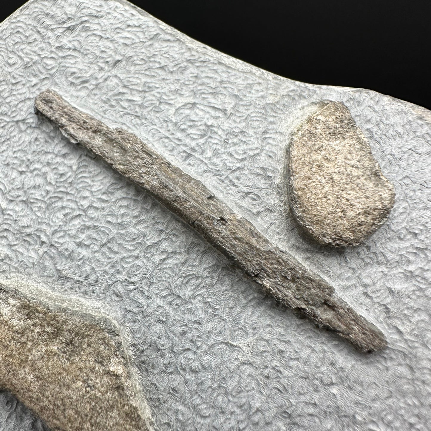 Gyrosteus Fish Bone fossil - Whitby, North Yorkshire, Jurassic Coast, Yorkshire Fossils