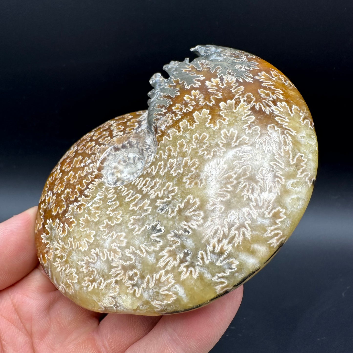 Cleoniceras Ammonite Fossil With Box And Stand - Cretaceous Ammonite Madagascar
