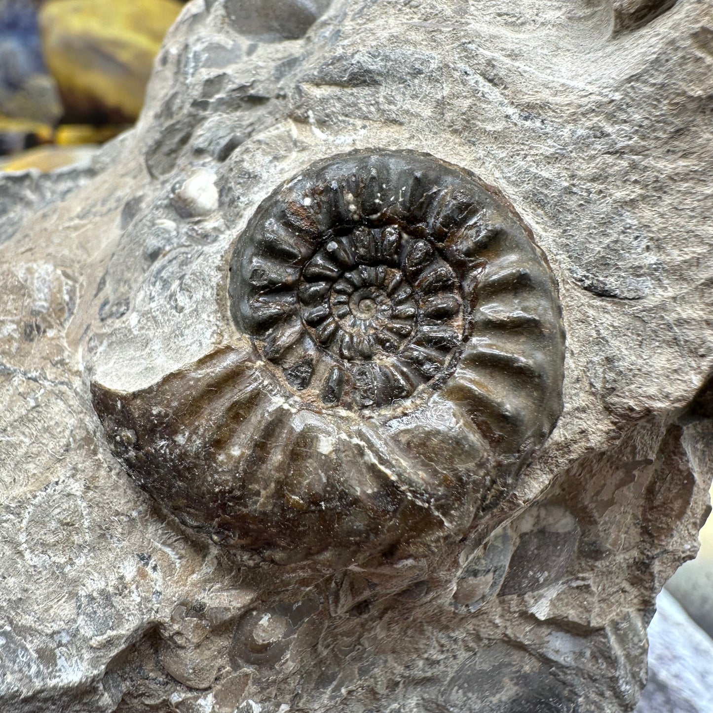Amaltheus subnodosus ammonite fossil - Whitby, North Yorkshire Jurassic Coast, Yorkshire Fossils