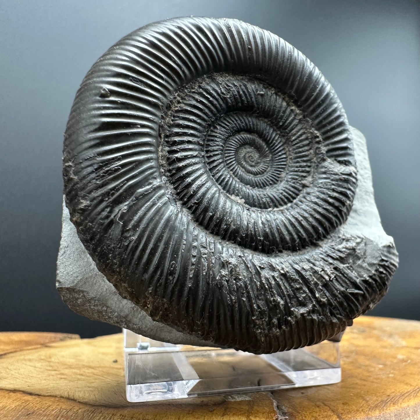 Dactylioceras clevelandicum Ammonite fossil with box and stand - Whitby, North Yorkshire Jurassic Coast