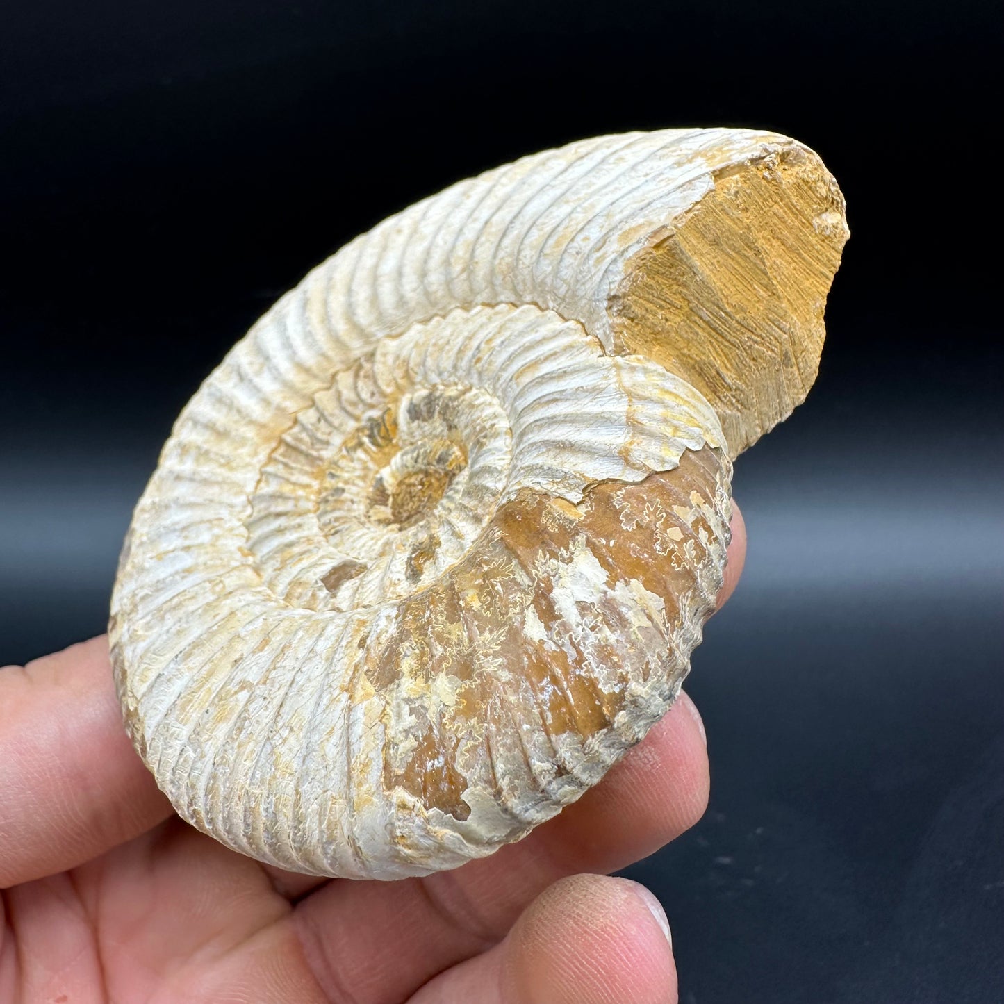 Dichotomosphinctes Ammonite Fossil With Box And Stand - Middle Jurassic Ammonite Madagascar