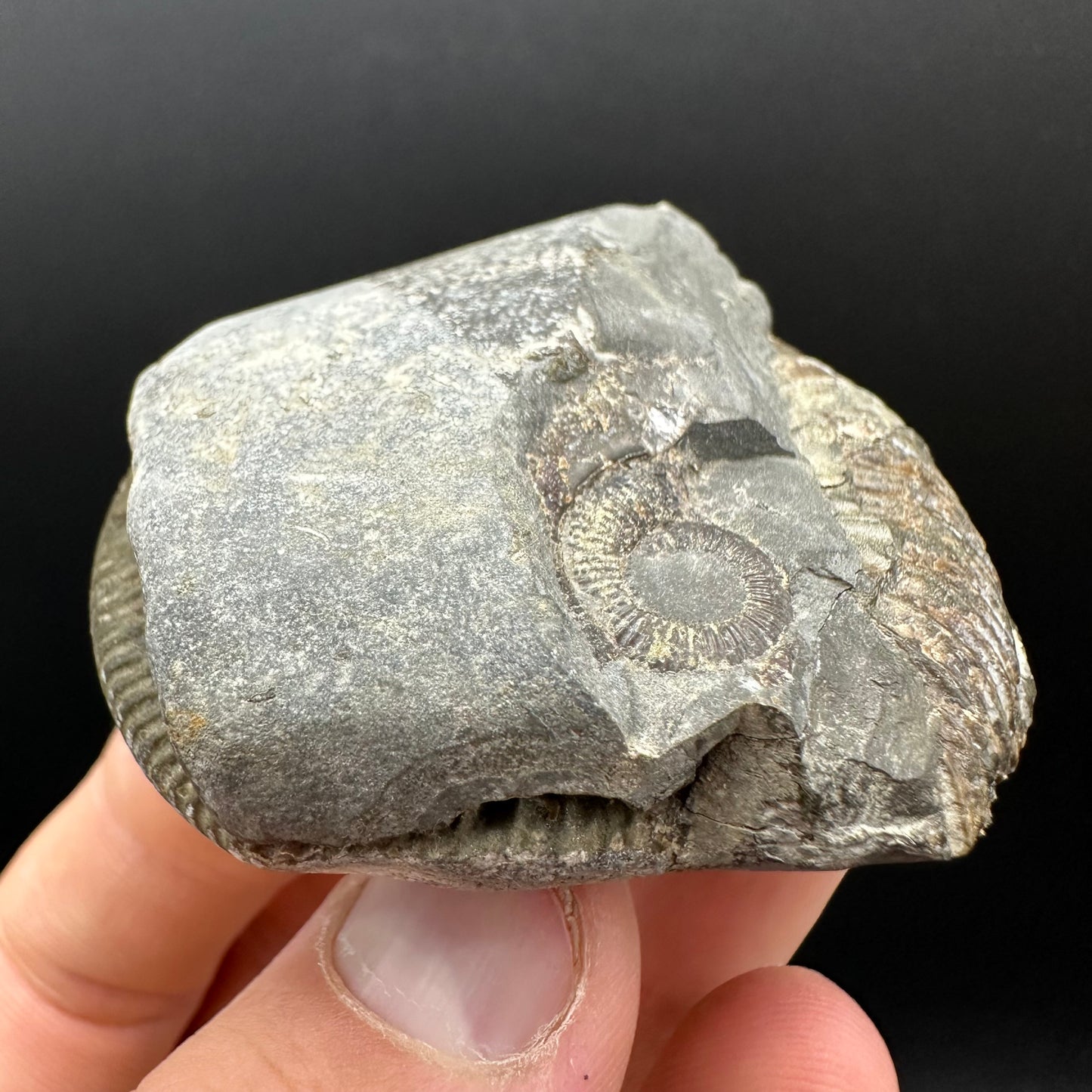 Dactylioceras Ammonite nodule (split pair) Fossil With Box And Stand - Whitby, North Yorkshire Jurassic Coast Yorkshire Fossils