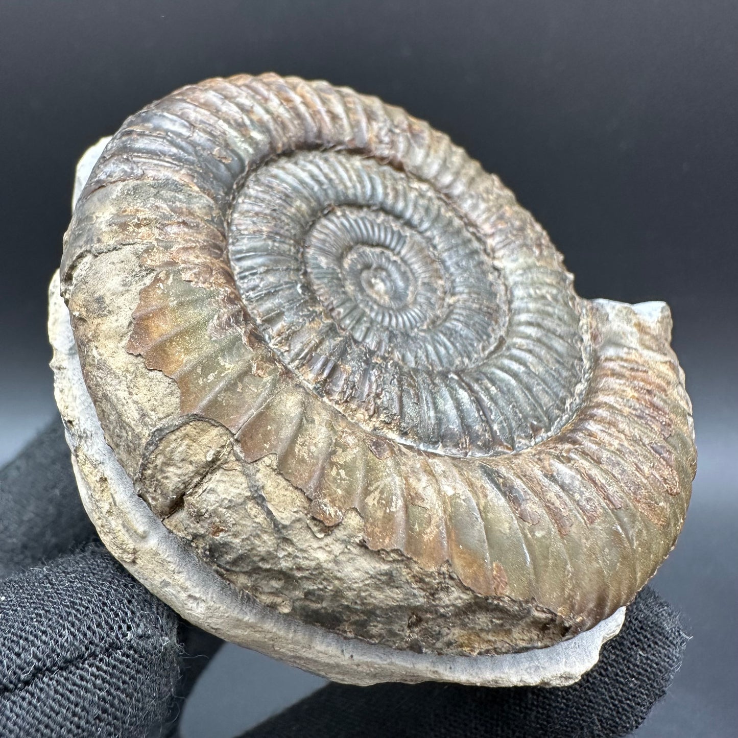 Dactylioceras Ammonite Fossil With Box And Stand - Whitby, North Yorkshire Jurassic Coast Yorkshire Fossils