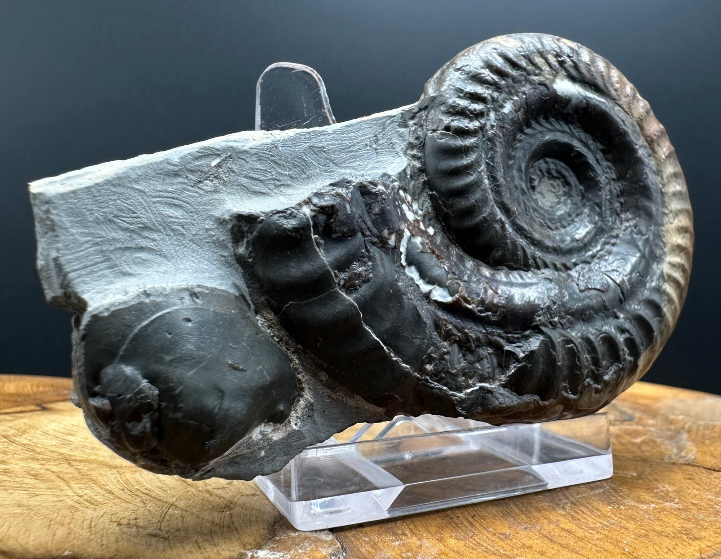 Hildoceras Bifrons Ammonite fossil with box and stand - Whitby, North Yorkshire Jurassic Coast, Yorkshire Fossils from the Jurassic Coast