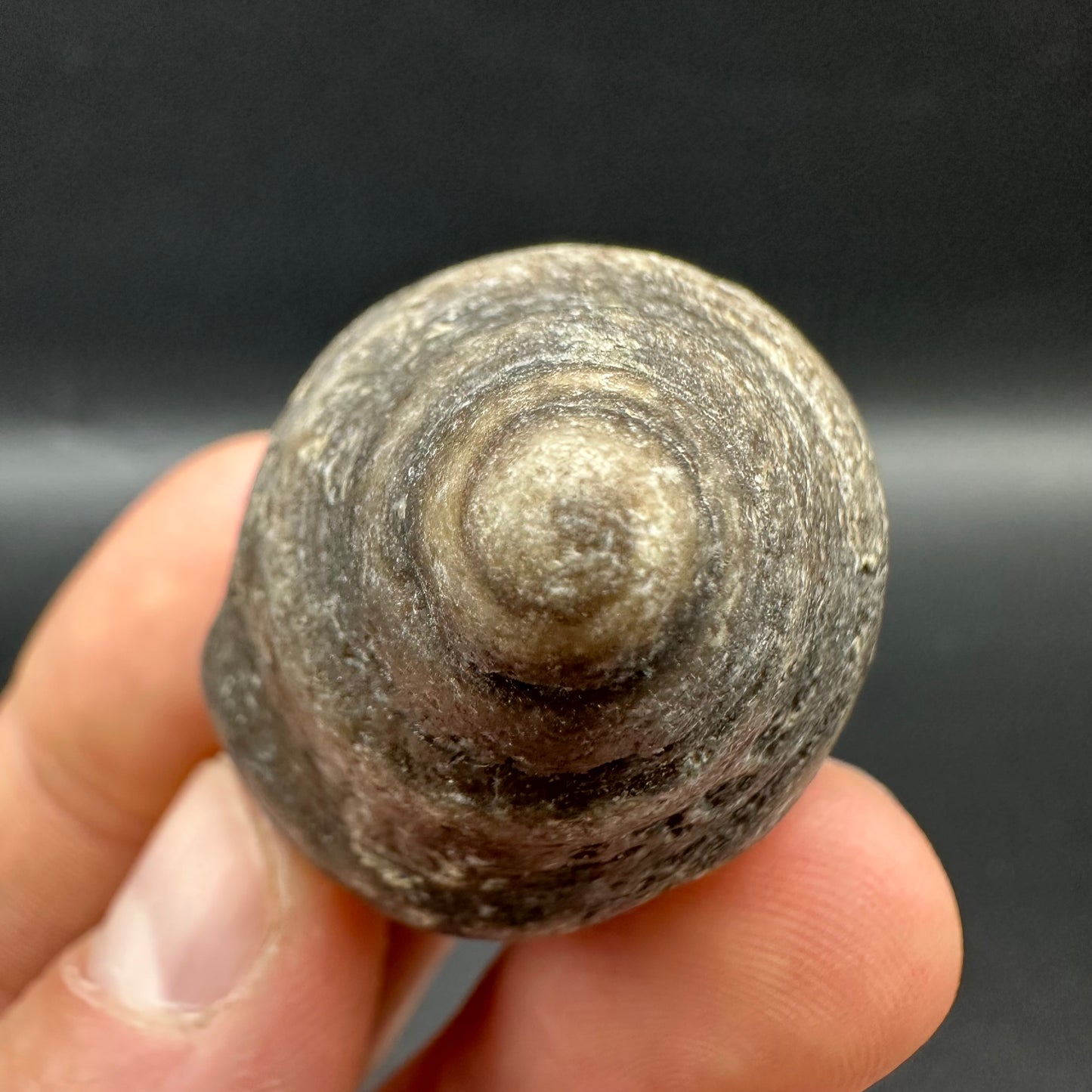 Gastropod Shell Fossil With Box And Stand - Whitby, North Yorkshire, Jurassic Coast, Yorkshire Fossils