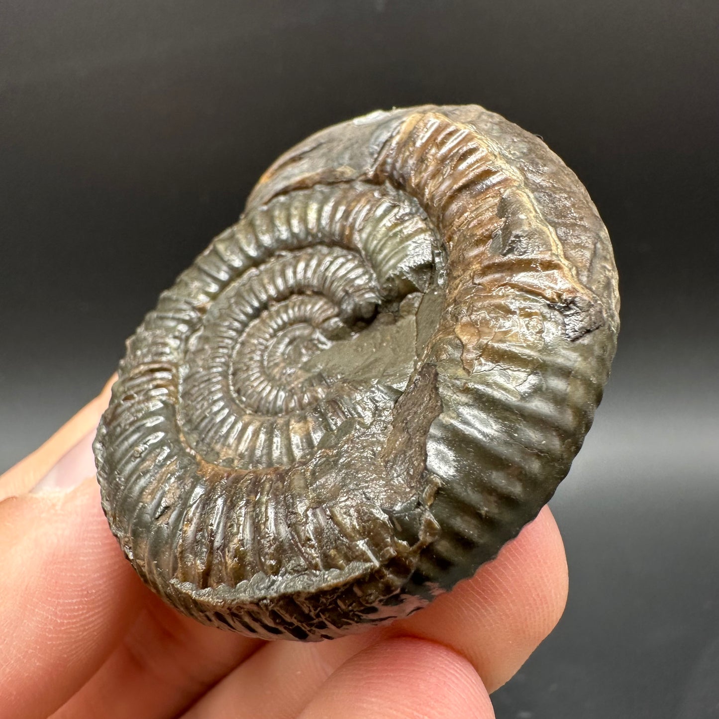 Snakestone Ammonite Fossil With Bag/Box And Stand - Whitby, North Yorkshire Jurassic Coast Yorkshire Fossils