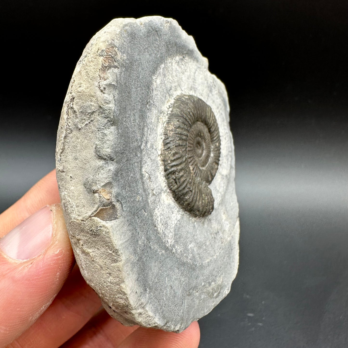 Dactylioceras Ammonite Fossil With Box And Stand - Whitby, North Yorkshire Jurassic Coast Yorkshire Fossils