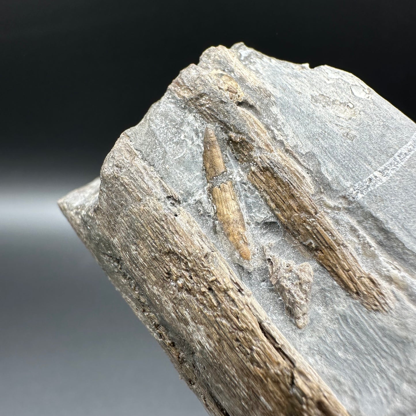 Ichthyosaur Partial Jaw fossil - Whitby, North Yorkshire Jurassic Coast, Yorkshire fossils