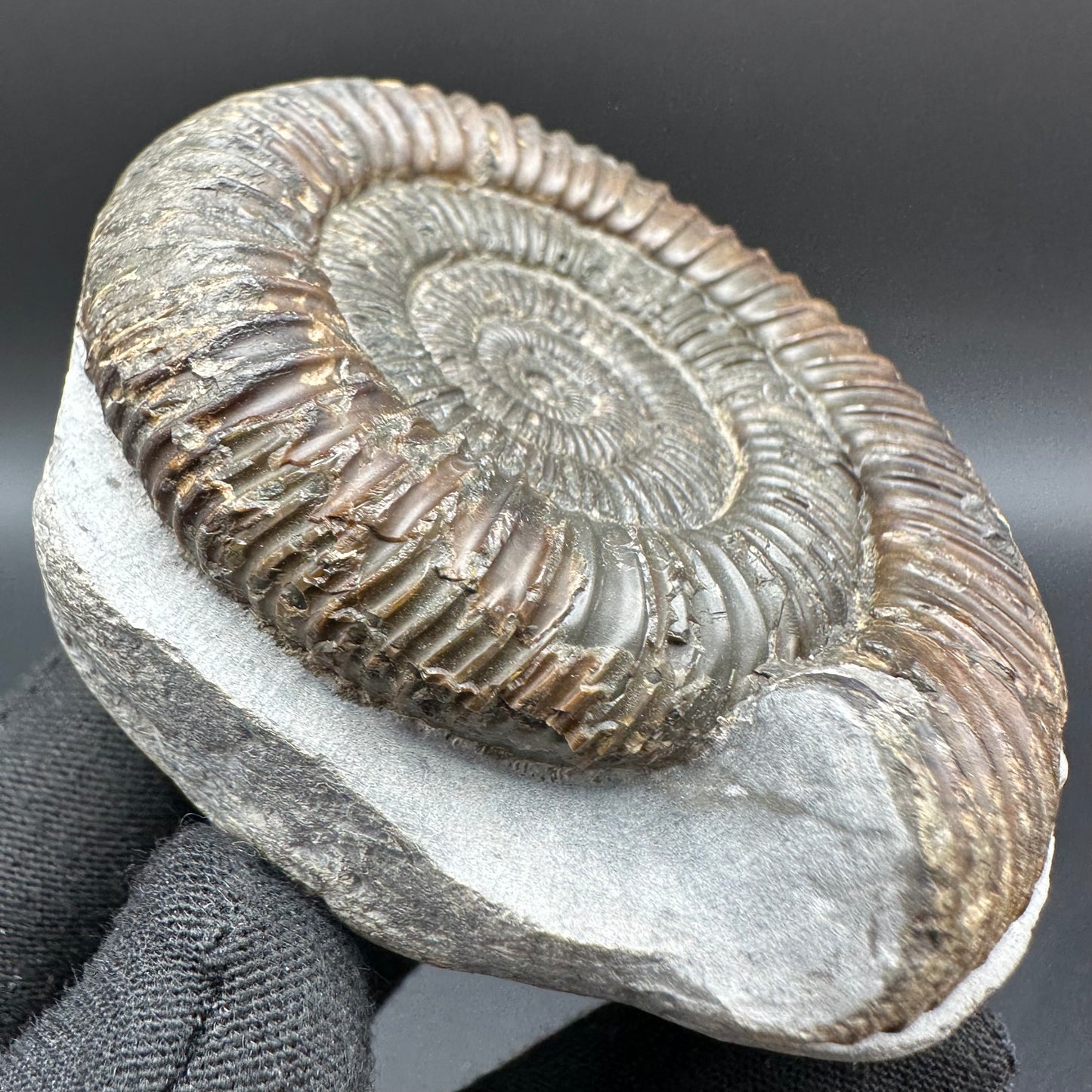 Dactylioceras Ammonite Fossil With Box And Stand - Whitby, North Yorkshire Jurassic Coast Yorkshire Fossils