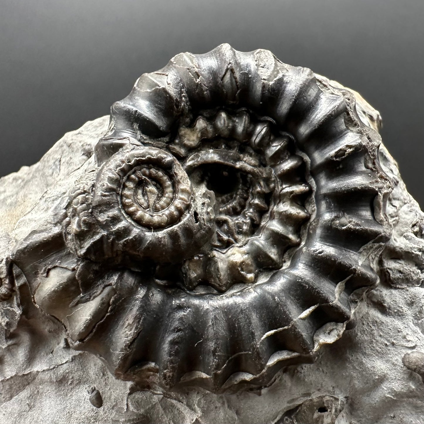 Gagaticeras Ammonite fossil with box and stand - Whitby, North Yorkshire Jurassic Coast Yorkshire Fossils