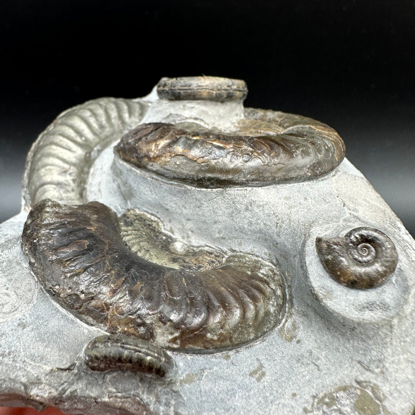 Grammoceras thoaurense Ammonite shell fossil with box and stand - Whitby, North Yorkshire, Yorkshire Fossils from the Jurassic Coast
