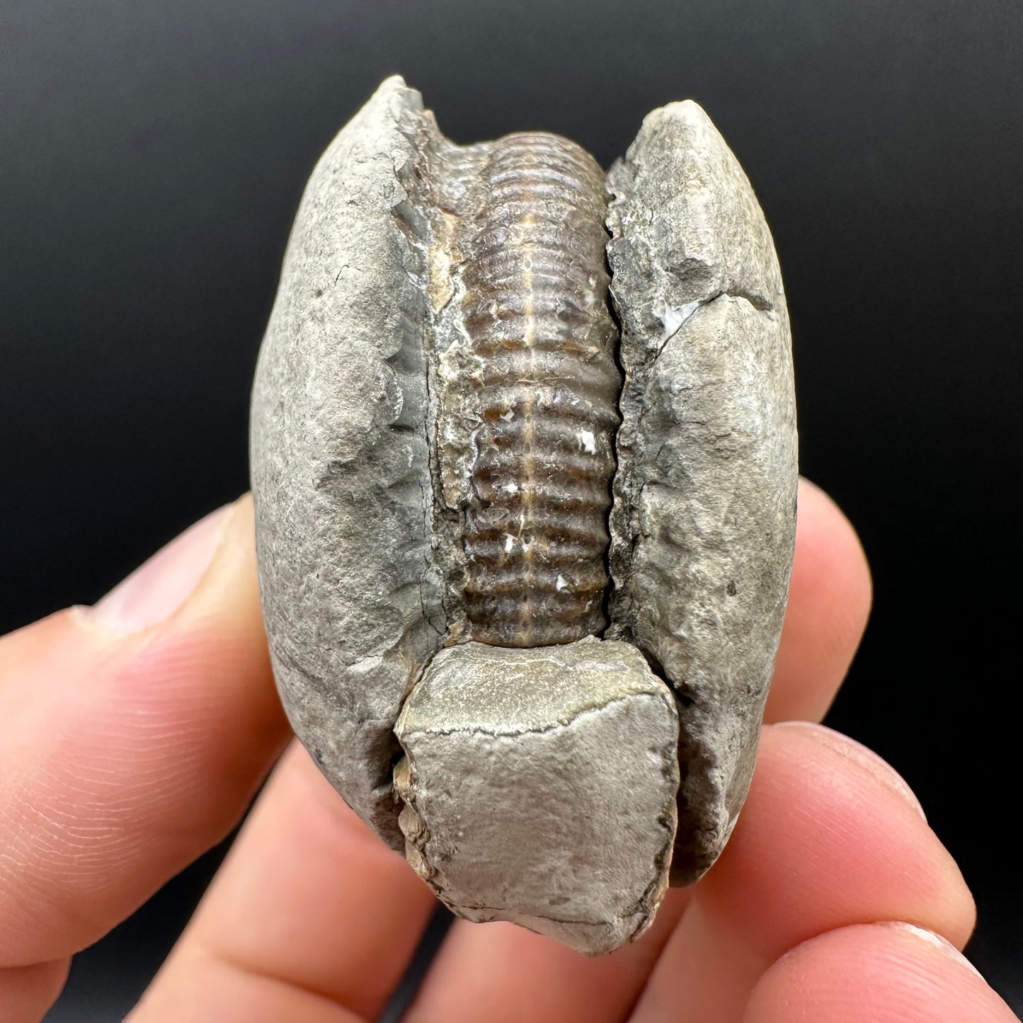 Dactylioceras Ammonite nodule (split pair) Fossil With Box And Stand - Whitby, North Yorkshire Jurassic Coast Yorkshire Fossils