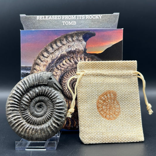 Snakestone Ammonite Fossil With Bag/Box And Stand - Whitby, North Yorkshire Jurassic Coast Yorkshire Fossils