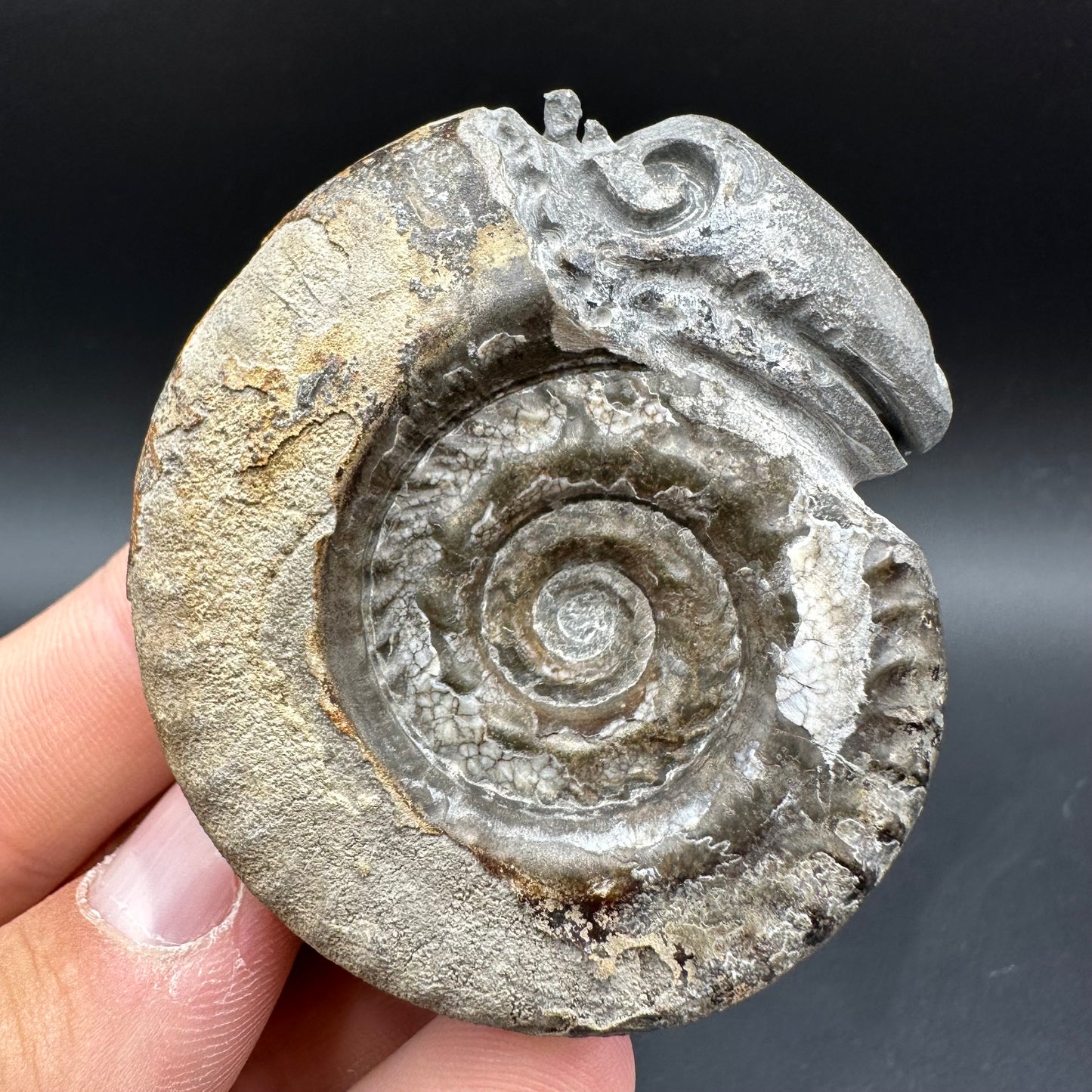 Snakestone Ammonite Fossil With Bag/Box And Stand - Whitby, North Yorkshire Jurassic Coast Yorkshire Fossils