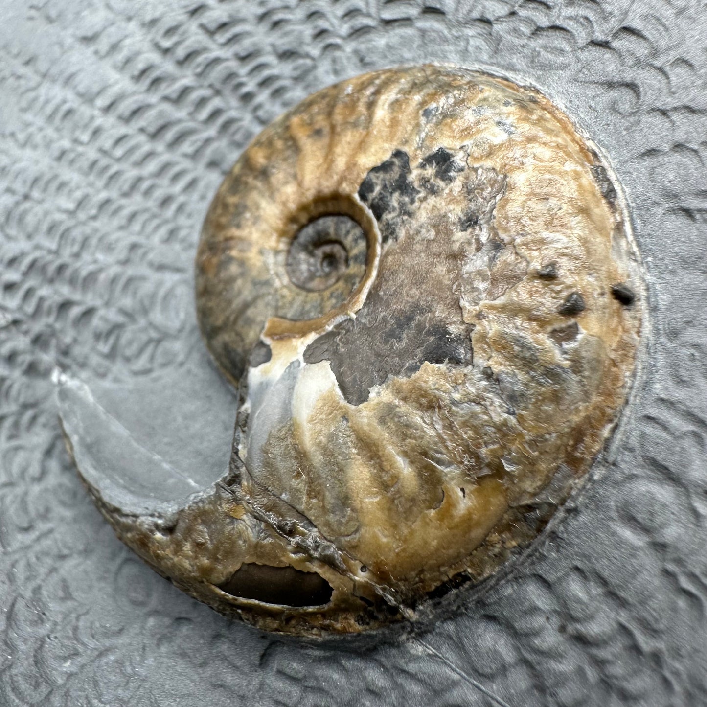 Eleganticeras Elegantulum ammonite with box and stand - Whitby, North Yorkshire Jurassic Coast, Yorkshire Fossils
