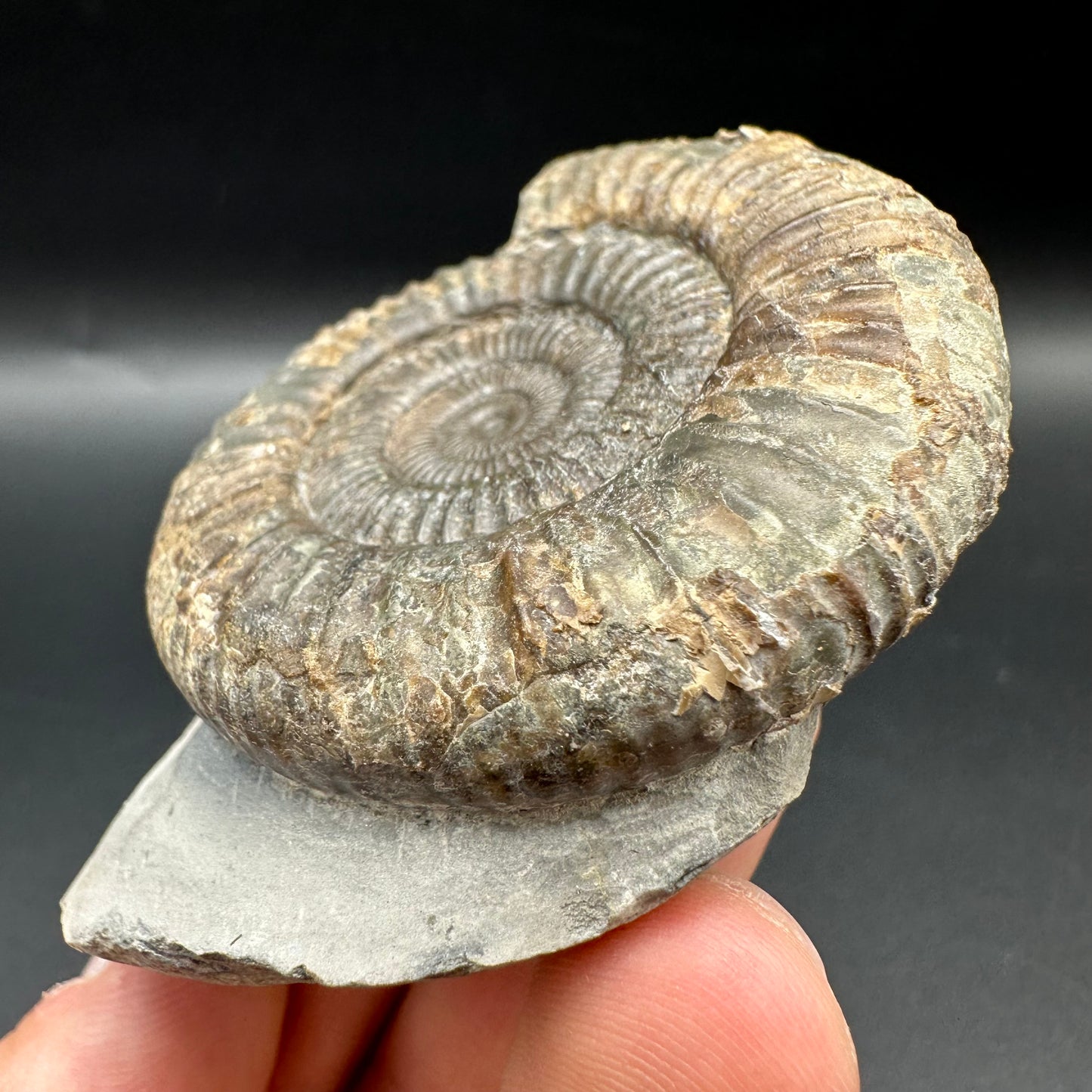 Dactylioceras Ammonite Fossil With Box And Stand - Whitby, North Yorkshire Jurassic Coast Yorkshire Fossils