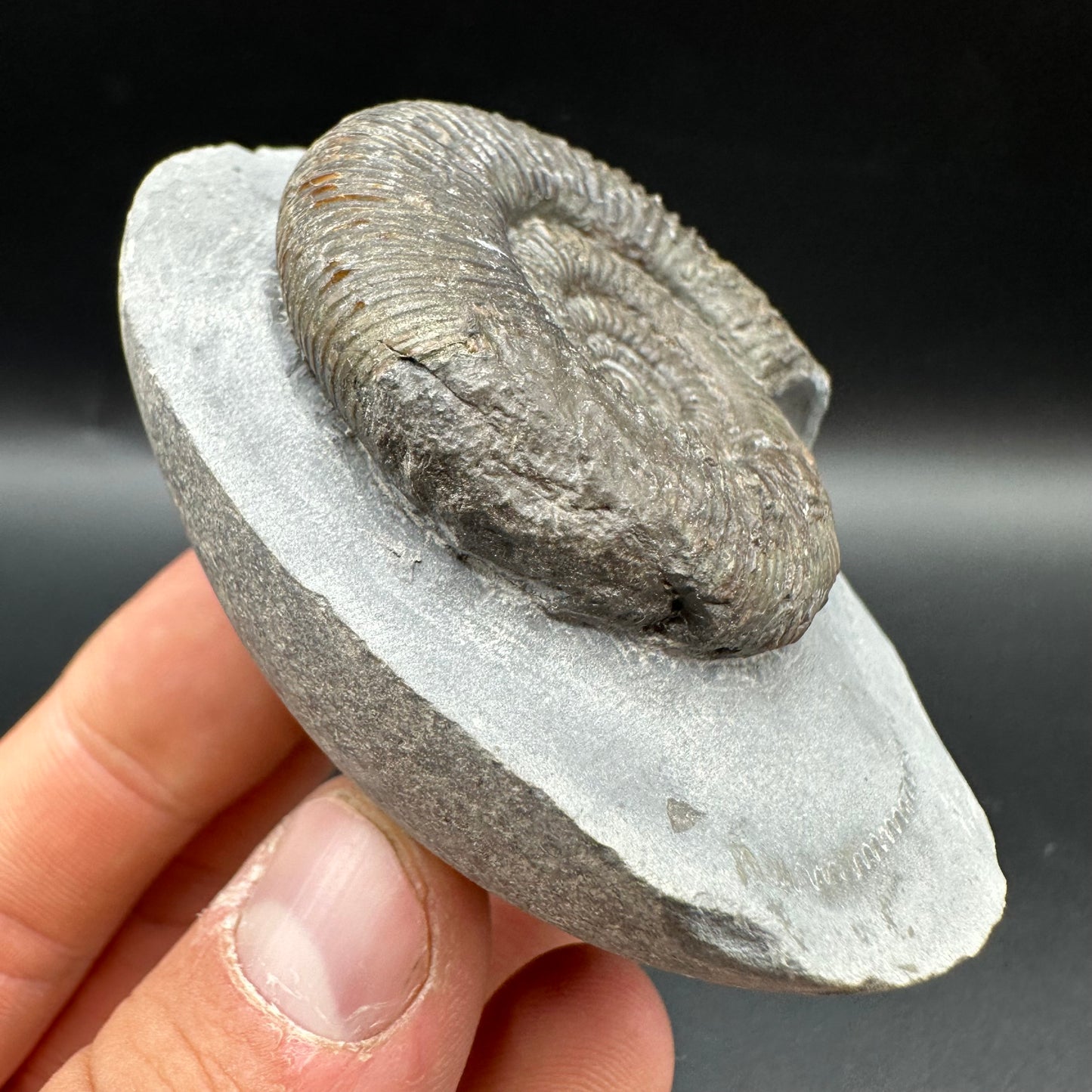 Dactylioceras semicelatum Ammonite fossil with box and stand - Whitby, North Yorkshire Jurassic Coast Yorkshire Fossils