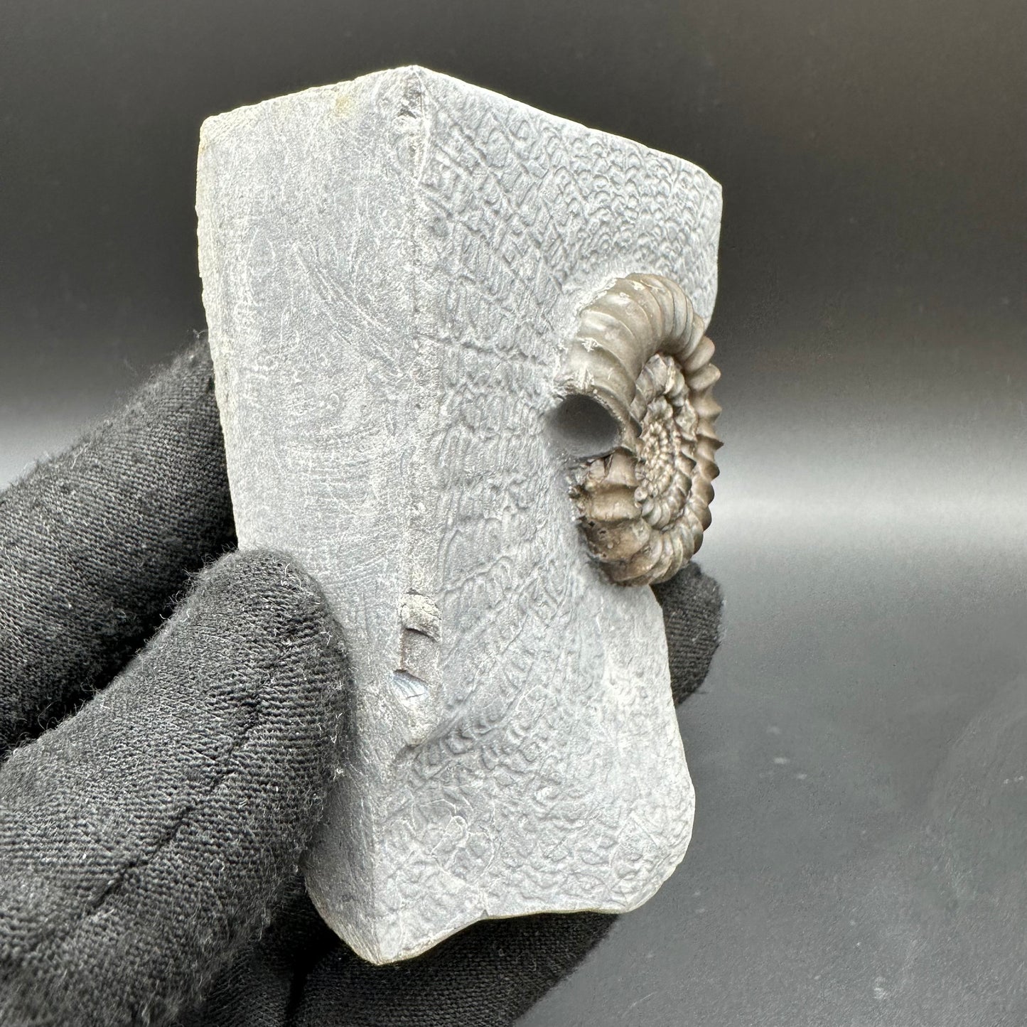 Gagaticeras Ammonite fossil with box and stand - Whitby, North Yorkshire Jurassic Coast Yorkshire Fossils