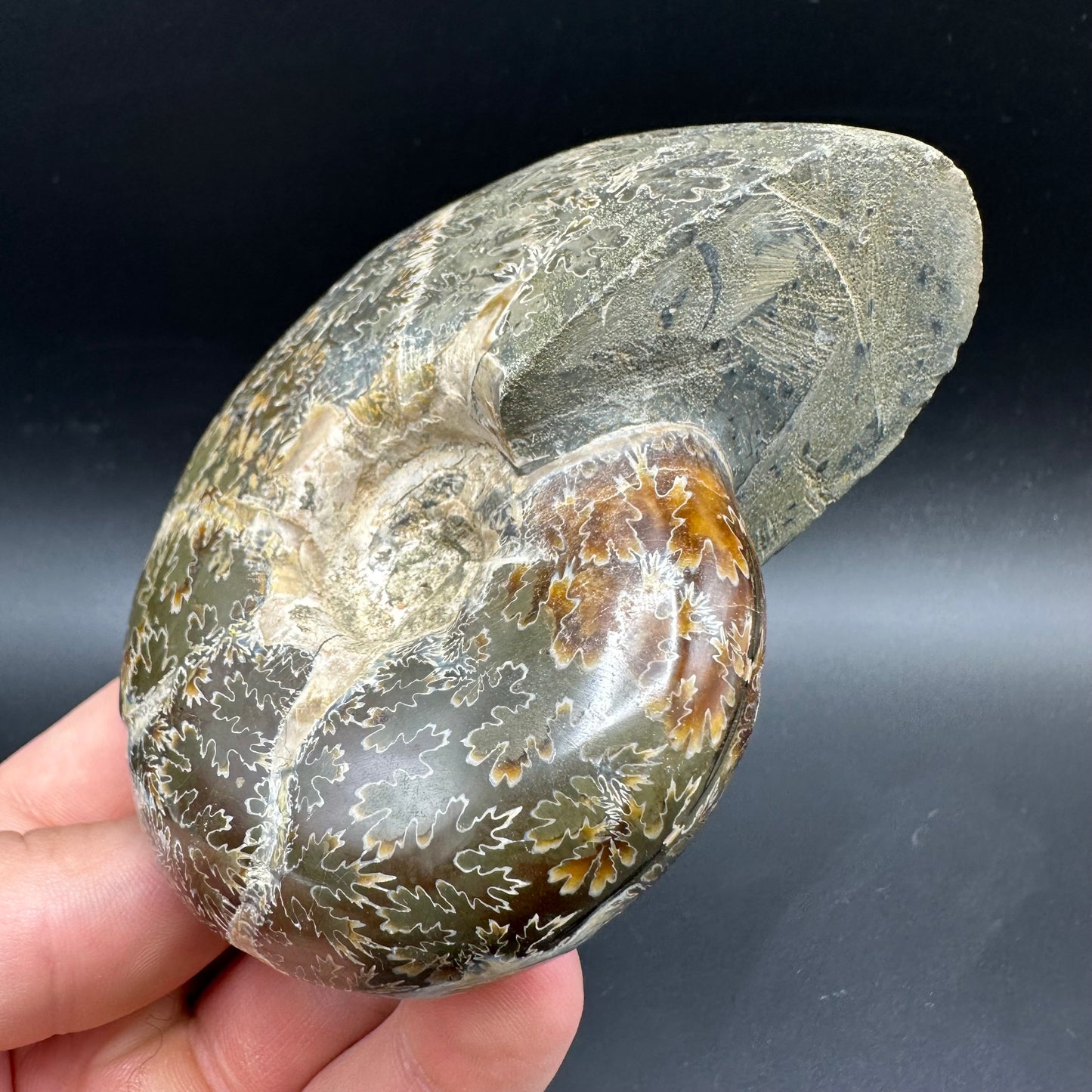 Puzosia Ammonite Fossil With Box And Stand - Cretaceous Ammonite Madagascar
