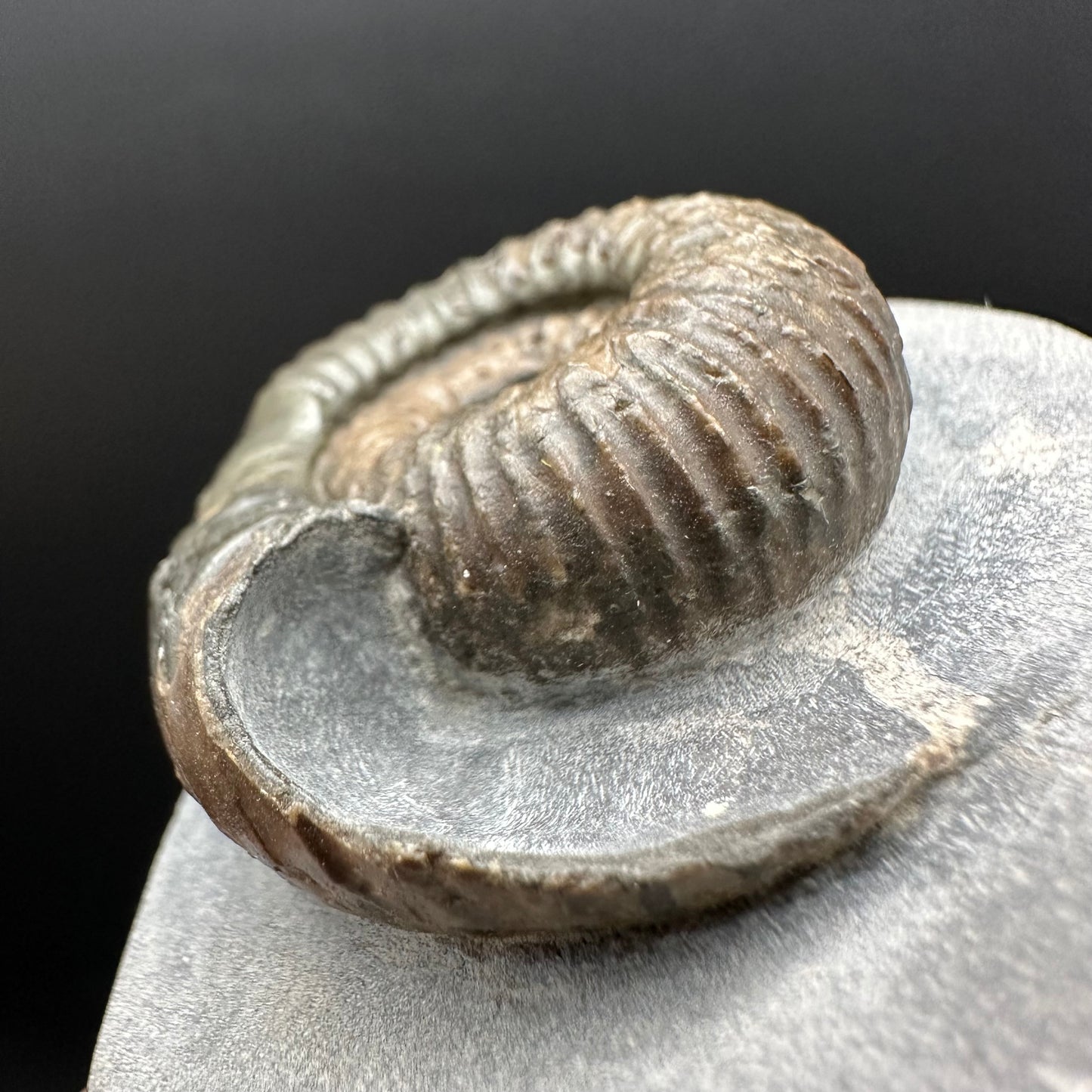 Nodicoeloceras Sp. Ammonite Fossil With Box And Stand - Whitby, North Yorkshire Jurassic Coast Yorkshire Fossils