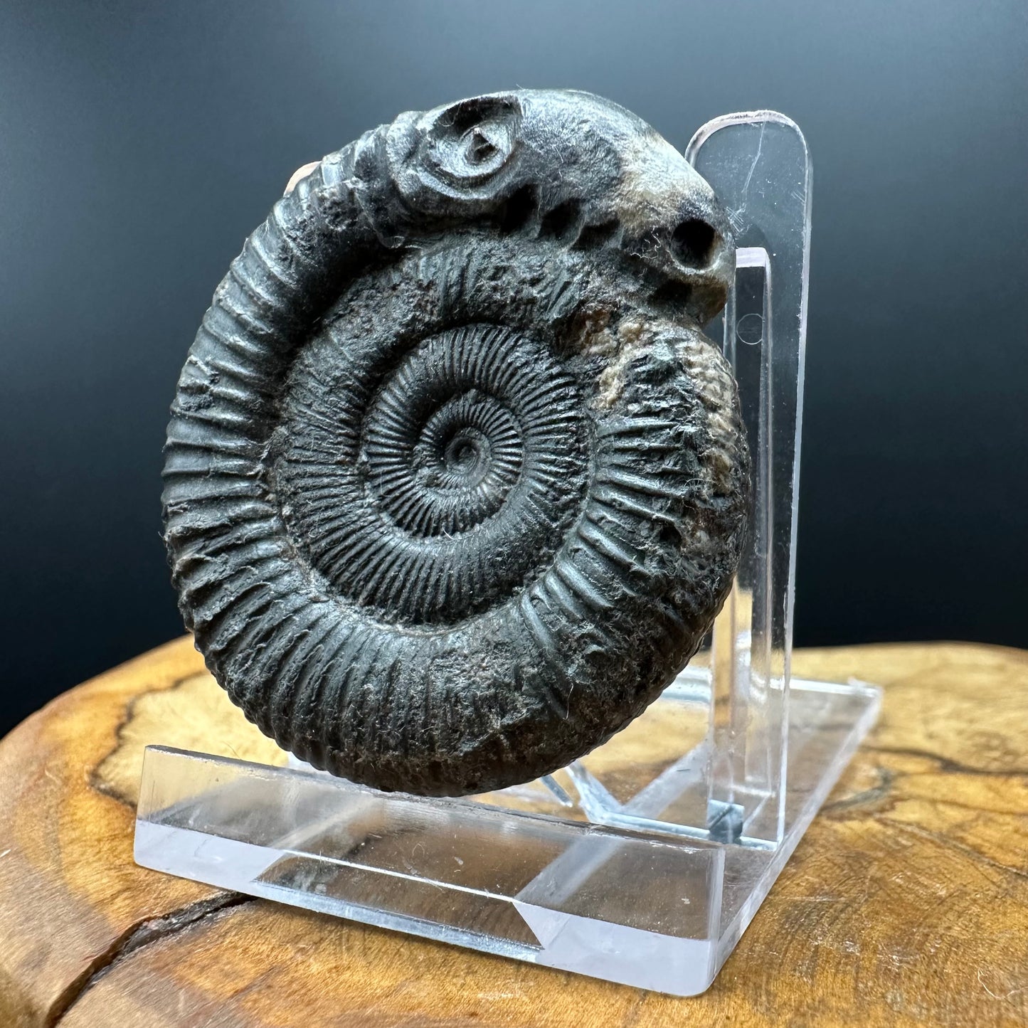 Snakestone Ammonite Fossil With Bag/Box And Stand - Whitby, North Yorkshire Jurassic Coast Yorkshire Fossils