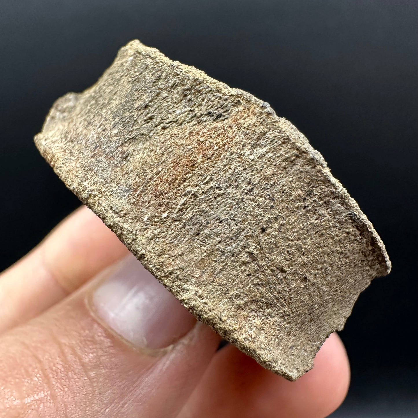 Ichthyosaur Vertebra fossil with box and stand - Whitby, North Yorkshire Jurassic Coast, Yorkshire fossils found on the Jurassic Coast
