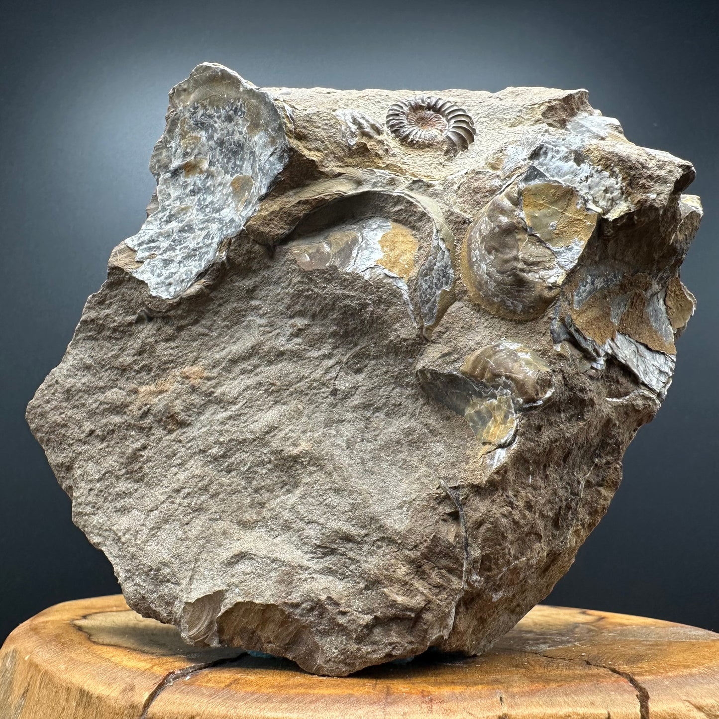 Androgynoceras capricornus Ammonite Fossil With Stand - Whitby, North Yorkshire Jurassic Coast Yorkshire Fossils
