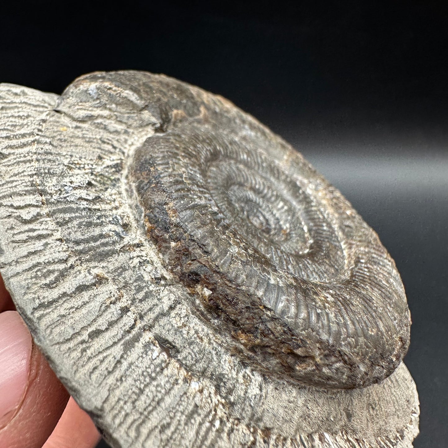 Dactylioceras tenuicostatum Ammonite fossil with box and stand - Whitby, North Yorkshire Jurassic Coast