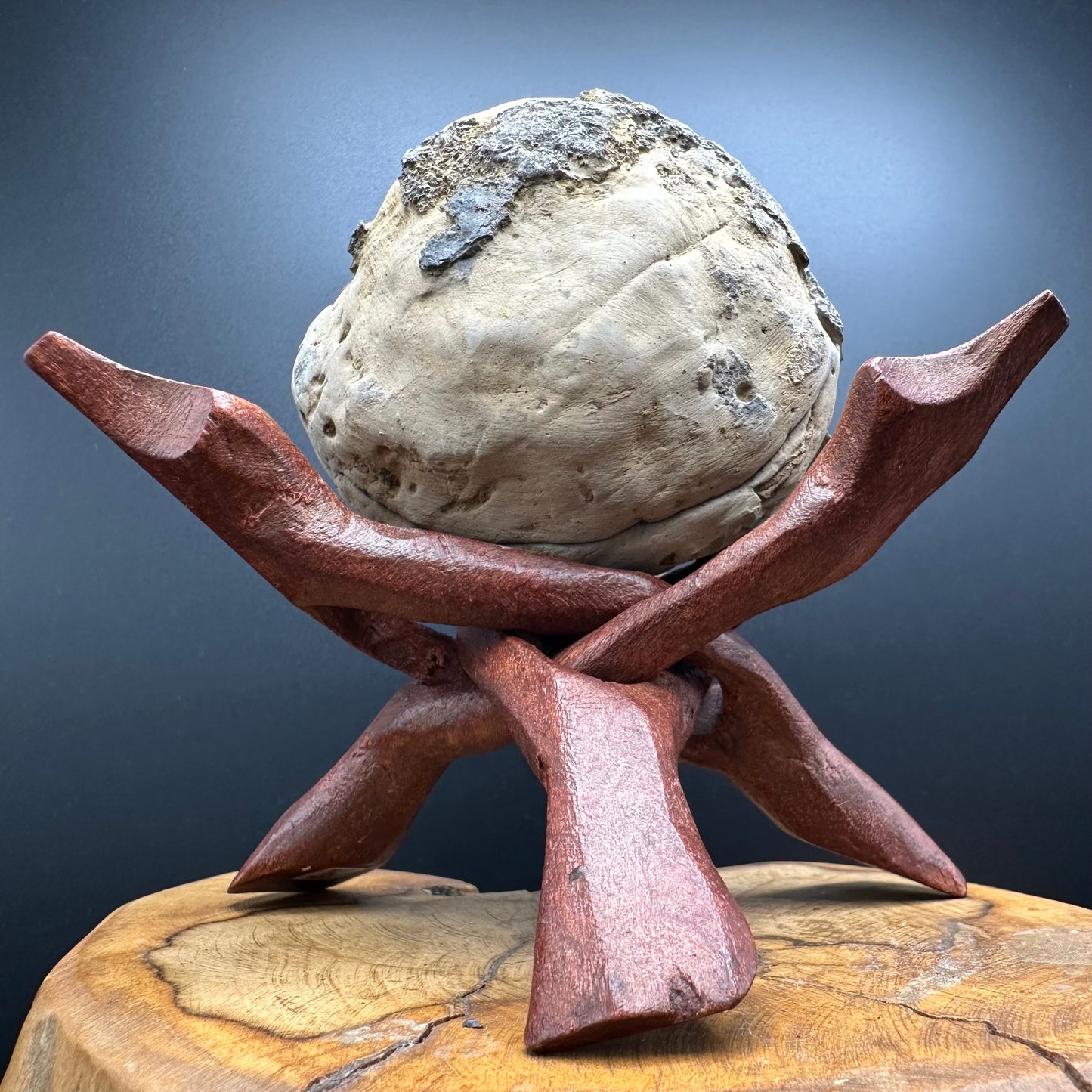 Dactylioceras Ammonite nodule (split pair) Fossil With Box And Stand - Whitby, North Yorkshire Jurassic Coast Yorkshire Fossils