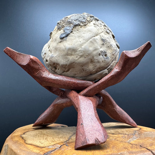 Dactylioceras Ammonite nodule (split pair) Fossil With Box And Stand - Whitby, North Yorkshire Jurassic Coast Yorkshire Fossils