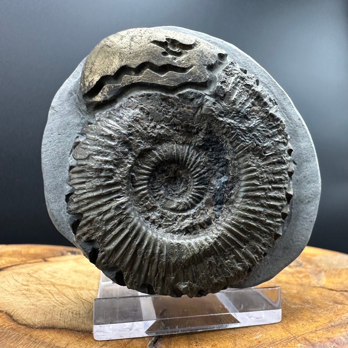 Snakestone Ammonite Fossil With Bag/Box And Stand - Whitby, North Yorkshire Jurassic Coast Yorkshire Fossils