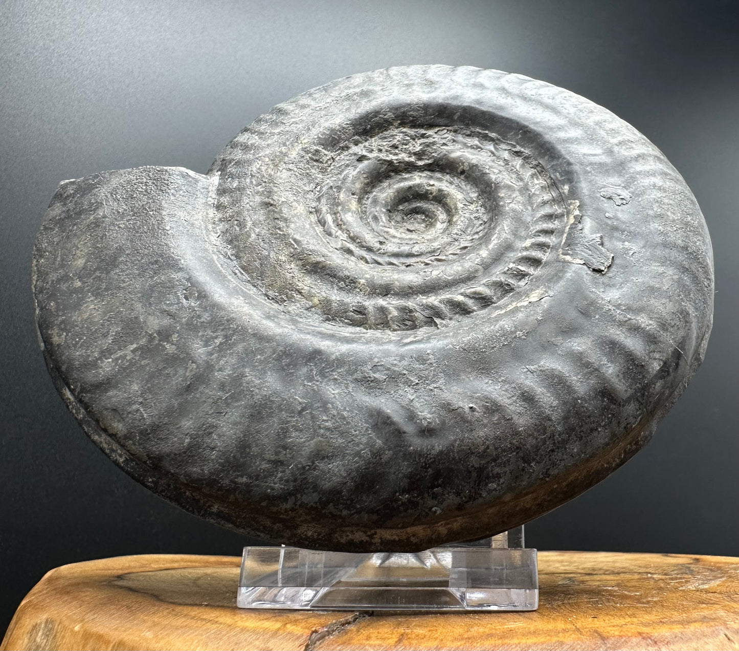 Hildoceras Bifrons Ammonite fossil with stand - Whitby, North Yorkshire Jurassic Coast, Yorkshire Fossils from the Jurassic Coast