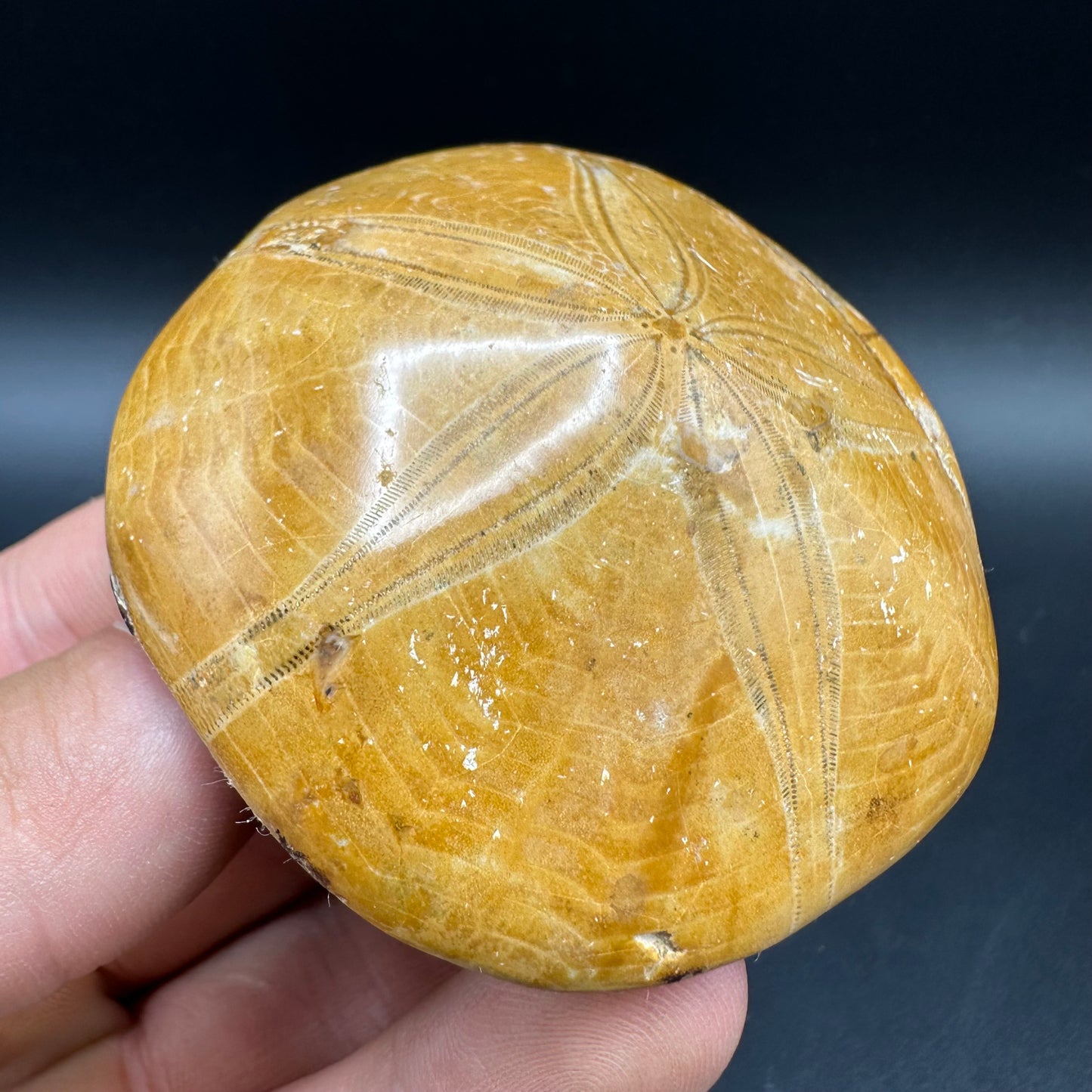 Holectypus Sea Urchin Fossil With Box And Stand - Middle Jurassic Madagascar