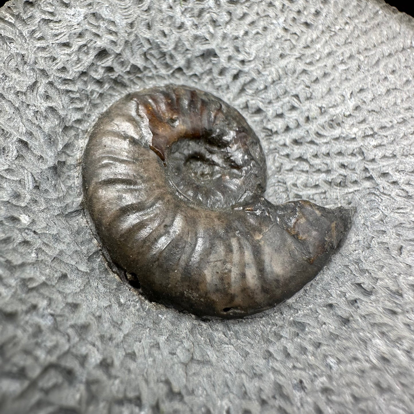 Eleganticeras Elegantulum ammonite fossil with box and stand - Whitby, North Yorkshire Jurassic Coast, Yorkshire Fossils