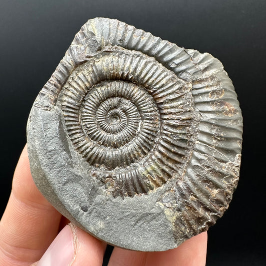 Dactylioceras Ammonite nodule (split pair) Fossil With Box And Stand - Whitby, North Yorkshire Jurassic Coast Yorkshire Fossils