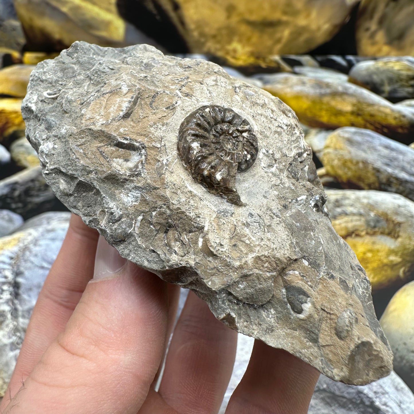 Amaltheus subnodosus ammonite fossil - Whitby, North Yorkshire Jurassic Coast, Yorkshire Fossils