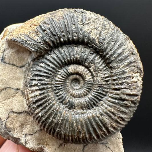 Dactylioceras Ammonite Fossil Gift Set - Whitby, North Yorkshire Jurassic Coast Yorkshire Fossils